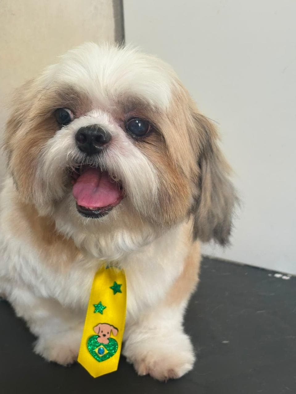 Shih Tzu tosado com gravatinha após o banho e tosa na Animal Care