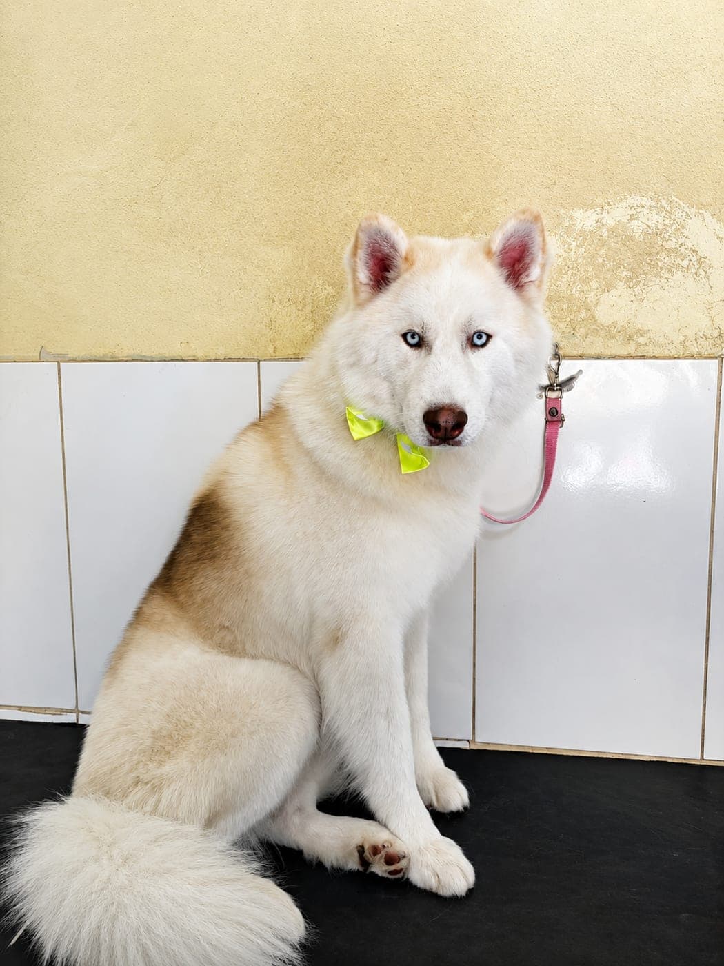 Husky de olhos azuis com gravatinha após o banho e tosa
