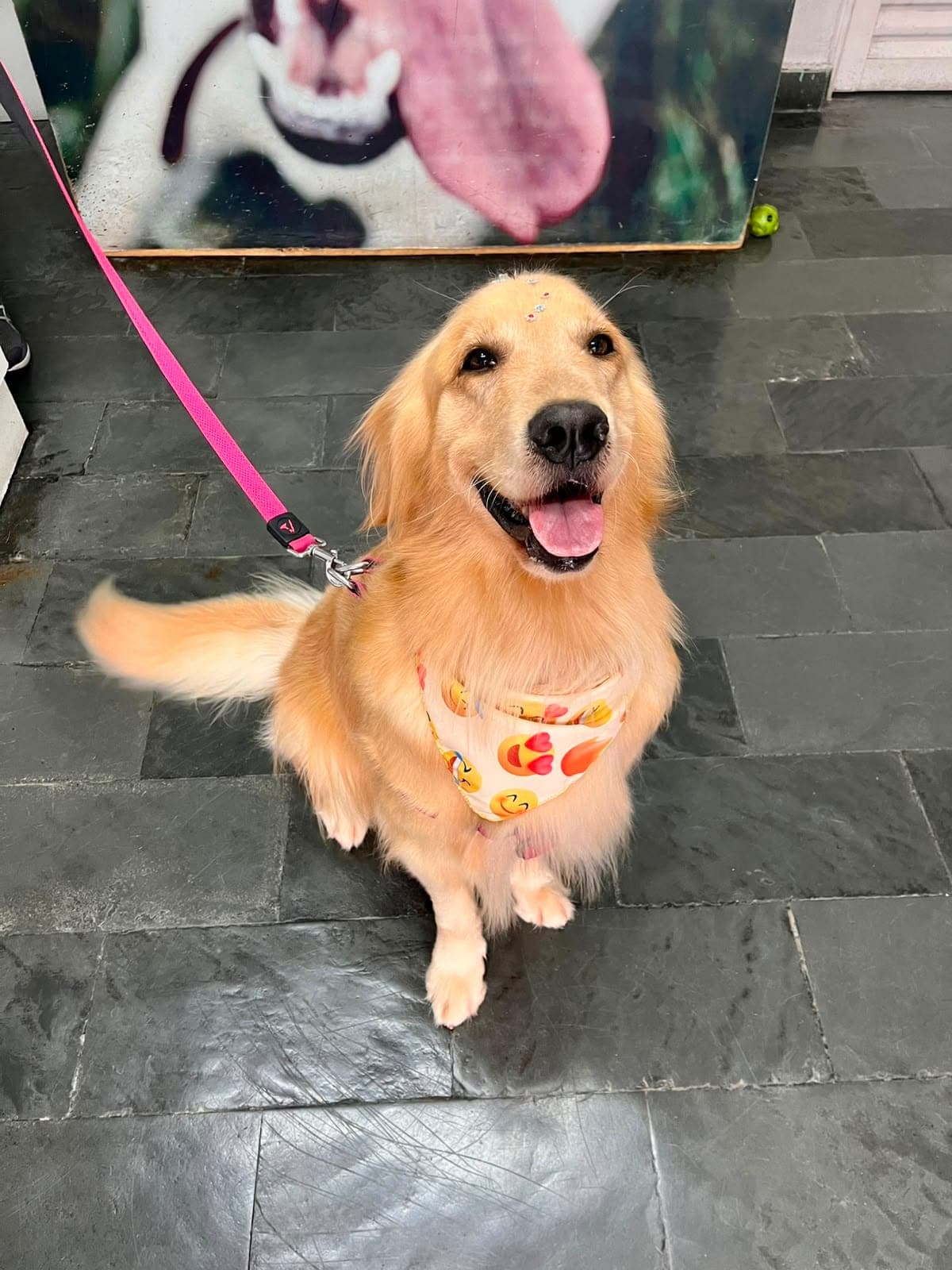 Cão Golden Retriever olhando com carinho para a equipe da Animal Care